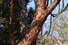 Peeling Tree Bark, Castle Ashby Gardens, Northamptonshire